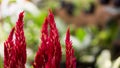 Celosia the Red Velvet Flower