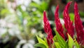 Celosia the Red Velvet Flower