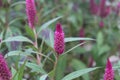 Celosia - Flamingo Feather - Pink/Purple Plume Seeds