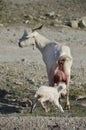 Celtiberian goat kid birth