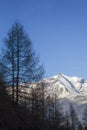 Celtic sacred mountain of Piedmont with pine in backlight