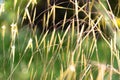 Celtica Gigantea or giant feather grass or golden oats in Zurich in Switzerland