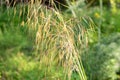 Celtica Gigantea or giant feather grass or golden oats in Zurich in Switzerland