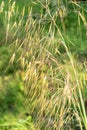 Celtica Gigantea or giant feather grass or golden oats in Zurich in Switzerland