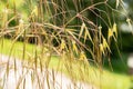 Celtica Gigantea or giant feather grass or golden oats in Zurich in Switzerland