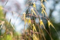 Celtica Gigantea or giant feather grass or golden oats in Zurich in Switzerland