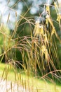 Celtica Gigantea or giant feather grass or golden oats in Zurich in Switzerland