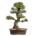 Celtis bonsai tree, hackberries, isolated Royalty Free Stock Photo