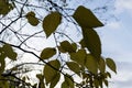 Celtis occidentalis