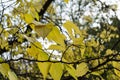 Celtis occidentalis