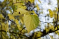 Celtis occidentalis