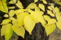 Celtis occidentalis Royalty Free Stock Photo