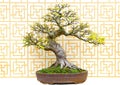 Celtis sinensis bonsai plant