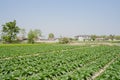 Celtuce Field Before Farmhouses In Sunny Spring