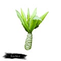 Celtuce Vegetable Thick Stem And Green Leaves Isolated On White. Hand Drawn Illustration Of Stem Lettuce, Celery Or Asparagus