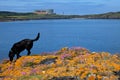 Cemaes Bay Royalty Free Stock Photo