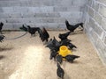 Cemani chicken has a dominant gene that causes hyperpigmentation, which makes the chicken mostly black