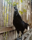 Cemani Roster Black tongue