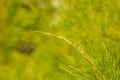 Cemara Udang, Australian pine tree or whistling pine tree (Casuarina equisetifolia) leaves, shallow focus. Royalty Free Stock Photo