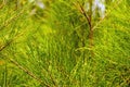 Cemara Udang, Australian pine tree or whistling pine tree (Casuarina equisetifolia) leaves, shallow focus. Royalty Free Stock Photo