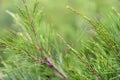 Cemara Udang, Australian pine tree or whistling pine tree (Casuarina equisetifolia) leaves Royalty Free Stock Photo