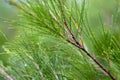 Cemara Udang, Australian pine tree or whistling pine tree (Casuarina equisetifolia) leaves, shallow focus. Royalty Free Stock Photo