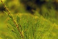 Cemara Udang, Australian pine tree or whistling pine tree (Casuarina equisetifolia) leaves, shallow focus Royalty Free Stock Photo