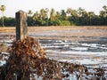 Cement column was covered by dried leave.