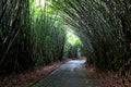 Cement path in the middle of a bamboo grove forming a rounded tunnel. Sao Paulo Botanical Garden