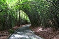 Cement path in the middle of a bamboo grove forming a rounded tunnel. Sao Paulo Botanical Garden