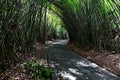 Cement path in the middle of a bamboo grove forming a rounded tunnel. Sao Paulo Botanical Garden