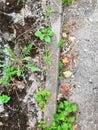 Cement path moss leaves autumn background. Fall rainy weather backdrop Royalty Free Stock Photo