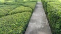 Cement pathways in garden have flowers