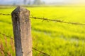 Cement poles and barbed wire fence, In the morning rice field Royalty Free Stock Photo