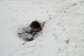 Cement sewer drain pipe, a hole with leaves and dirt, covered with the first snow