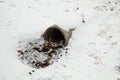 Cement sewer drain pipe, a hole with leaves and dirt, covered with the first snow