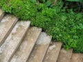 Cement stairs in a park surrounded by tropical plants and flower Royalty Free Stock Photo