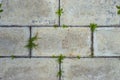 Cement tiles grass Texture pattern jpg