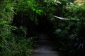 Cement walkway to dark forest for nature mistery