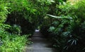 Cement walkway to dark forest for nature mistery