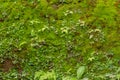 A cement wall that is already full of moss and green pioneer plants Royalty Free Stock Photo