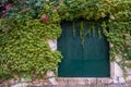 cement wall covered by green ivy Royalty Free Stock Photo