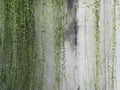 Cement Wall with green leaf vines background texture Royalty Free Stock Photo