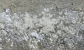 Cement wall texture dirty rough grunge background.Grunge white and grey cement wall texture background. Royalty Free Stock Photo