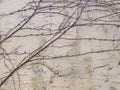 Background Cement Wall with vines