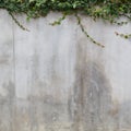 Cement wall texture and green leaf Ivy Royalty Free Stock Photo