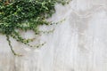 Cement wall texture and green leaf Ivy Royalty Free Stock Photo