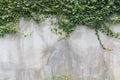 Cement wall texture and green leaf Ivy Royalty Free Stock Photo