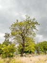 A cemetery, burial ground, gravesite or graveyard is a place where the remains of dead people are buried or otherwise interred Royalty Free Stock Photo