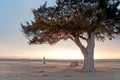 Cemetery Cedar at Sunset